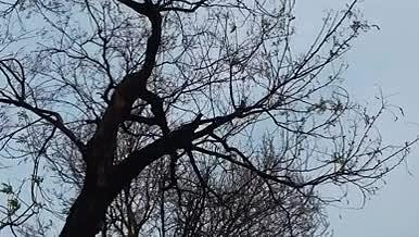 自然风景古树植物4K高清实拍视频素材视频的预览图